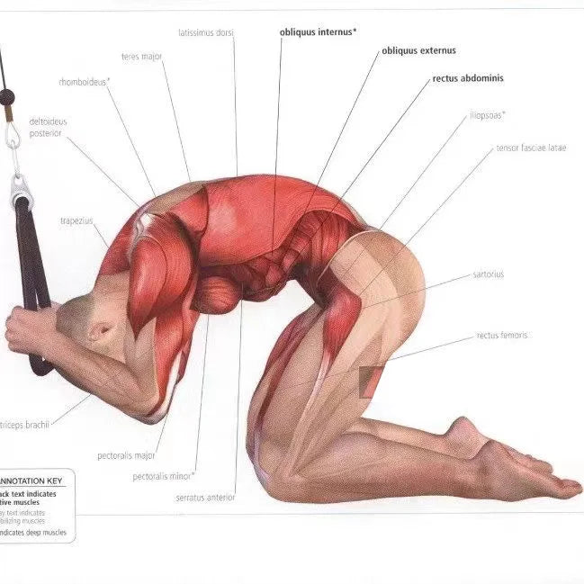 Triceps & Face Pull Rope Handles
